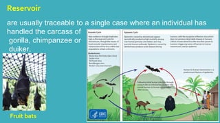 Reservoir 
are usually traceable to a single case where an individual has 
handled the carcass of 
gorilla, chimpanzee or 
duiker. 
Fruit bats 
 
