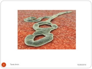 4 Tarek Amin 10/28/14 
 