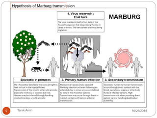 Transmission 2 
Fruit bats (Pteropodidae family) are natural hosts. 
Contact with blood, bodily fluids: chimpanzees, gorillas, 
fruit bats, monkeys, forest antelope and porcupines “ ill or 
dead or in the rainforest”. 
Human-to-human transmission via direct contact with 
blood, bodily fluids, or contaminated surfaces and 
materials. 
HCPs infected while treating patients through close 
contact. 
Burial ceremonies, Corpse remains infectious for six days. 
 Semen for up to seven weeks 3 . 
9 Tarek Amin 10/28/14 
 