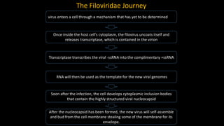 virus enters a cell through a mechanism that has yet to be determined
Once inside the host cell's cytoplasm, the filovirus uncoats itself and
releases transcriptase, which is contained in the virion
Transcriptase transcribes the viral -ssRNA into the complimentary +ssRNA
RNA will then be used as the template for the new viral genomes
Soon after the infection, the cell develops cytoplasmic inclusion bodies
that contain the highly structured viral nucleocapsid
After the nucleocapsid has been formed, the new virus will self-assemble
and bud from the cell membrane stealing some of the membrane for its
envelope.
The Filoviridae Journey
 
