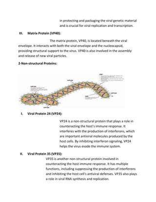 in protecting and packaging the viral genetic material
and is crucial for viral replication and transcription.
III. Matrix Protein (VP40):
The matrix protein, VP40, is located beneath the viral
envelope. It interacts with both the viral envelope and the nucleocapsid,
providing structural support to the virus. VP40 is also involved in the assembly
and release of new viral particles.
2-Non-structural Proteins:
I. Viral Protein 24 (VP24):
VP24 is a non-structural protein that plays a role in
counteracting the host's immune response. It
interferes with the production of interferons, which
are important antiviral molecules produced by the
host cells. By inhibiting interferon signaling, VP24
helps the virus evade the immune system.
II. Viral Protein 35 (VP35):
VP35 is another non-structural protein involved in
counteracting the host immune response. It has multiple
functions, including suppressing the production of interferons
and inhibiting the host cell's antiviral defenses. VP35 also plays
a role in viral RNA synthesis and replication.
 