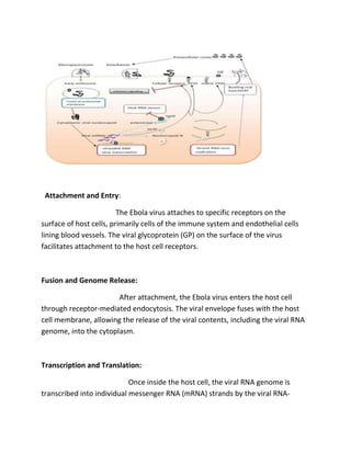 Attachment and Entry:
The Ebola virus attaches to specific receptors on the
surface of host cells, primarily cells of the immune system and endothelial cells
lining blood vessels. The viral glycoprotein (GP) on the surface of the virus
facilitates attachment to the host cell receptors.
Fusion and Genome Release:
After attachment, the Ebola virus enters the host cell
through receptor-mediated endocytosis. The viral envelope fuses with the host
cell membrane, allowing the release of the viral contents, including the viral RNA
genome, into the cytoplasm.
Transcription and Translation:
Once inside the host cell, the viral RNA genome is
transcribed into individual messenger RNA (mRNA) strands by the viral RNA-
 