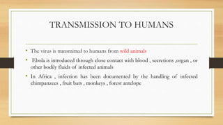 TRANSMISSION TO HUMANS
• The virus is transmitted to humans from wild animals
• Ebola is introduced through close contact with blood , secretions ,organ , or
other bodily fluids of infected animals
• In Africa , infection has been documented by the handling of infected
chimpanzees , fruit bats , monkeys , forest antelope
 