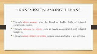 TRANSMISSION AMONG HUMANS
• Through direct contact with the blood or bodily fluids of infected
symptomatic person
• Through exposure to objects such as needle contaminated with infected
secretions
• Through sexual contacts or kissing because semen and saliva is also infective
 
