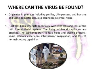 WHERE CAN THE VIRUS BE FOUND?
• Originates in primates including gorillas, chimpanzees, and humans
and some domestic pigs, also elephants in central Africa
• Host cell: Ebola interacts specifically with liver cells and cells of the
reticulo-endothelial system. The lining of blood capillaries are
attacked. The capillaries start to leak fluids and plasma proteins.
Some patients experience intravascular coagulation, and loss of
normal clotting capability.
 