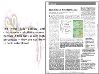 The virus kills gorillas and
chimpanzees and other monkeys.
Because it kills apes in such high
percentage – they are not likely
to be its natural host.
 