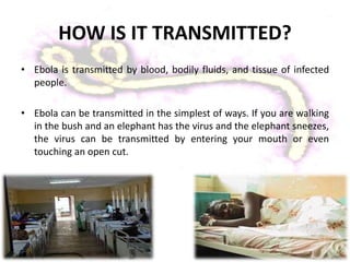 HOW IS IT TRANSMITTED?
• Ebola is transmitted by blood, bodily fluids, and tissue of infected
people.
• Ebola can be transmitted in the simplest of ways. If you are walking
in the bush and an elephant has the virus and the elephant sneezes,
the virus can be transmitted by entering your mouth or even
touching an open cut.
 