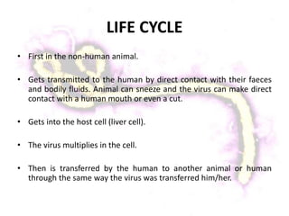 LIFE CYCLE
• First in the non-human animal.
• Gets transmitted to the human by direct contact with their faeces
and bodily fluids. Animal can sneeze and the virus can make direct
contact with a human mouth or even a cut.
• Gets into the host cell (liver cell).
• The virus multiplies in the cell.
• Then is transferred by the human to another animal or human
through the same way the virus was transferred him/her.
 