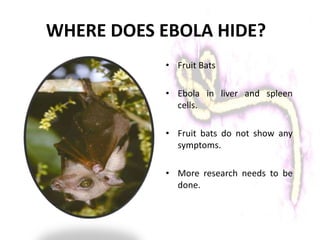 WHERE DOES EBOLA HIDE?
• Fruit Bats
• Ebola in liver and spleen
cells.
• Fruit bats do not show any
symptoms.
• More research needs to be
done.
 
