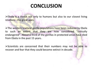 CONCLUSION
Ebola is a threat not only to humans but also to our closest living
relatives - the great apes.
The western lowland gorilla populations have been reduced by Ebola
to such an extent that they are now considered "critically
endangered". About a third of the gorillas in protected areas have died
from Ebola in the past 15 years.
Scientists are concerned that their numbers may not be able to
recover and fear that they could become extinct in decade.
 