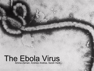 The Ebola VirusThe Ebola VirusAmina Zaman, Andrew Andrea, Sarah Harb
 
