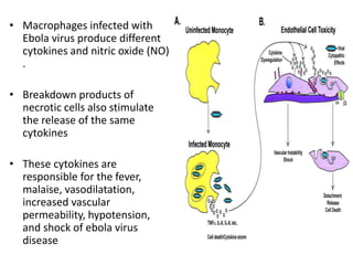 • Macrophages infected with 
Ebola virus produce different 
cytokines and nitric oxide (NO) 
. 
• Breakdown products of 
necrotic cells also stimulate 
the release of the same 
cytokines 
• These cytokines are 
responsible for the fever, 
malaise, vasodilatation, 
increased vascular 
permeability, hypotension, 
and shock of ebola virus 
disease 
 