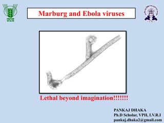 Marburg and Ebola viruses
Lethal beyond imagination!!!!!!!
PANKAJ DHAKA
Ph.D Scholar, VPH, I.V.R.I
pankaj.dhaka2@gmail.com
 