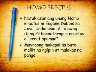 HOMO ERECTUS 
 Natuklasan ang unang Homo 
erectus ni Eugene Dubois sa 
Java, Indonesia at tinawag 
itong Pithecanthropus erectus 
o "erect apeman" 
 Mayroong makapal na buto, 
maliit na ngipin at malakas na 
panga 
 
