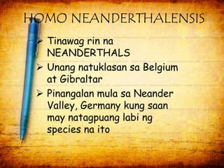 HOMO NEANDERTHALENSIS 
 Tinawag rin na 
NEANDERTHALS 
 Unang natuklasan sa Belgium 
at Gibraltar 
 Pinangalan mula sa Neander 
Valley, Germany kung saan 
may natagpuang labi ng 
species na ito 
 