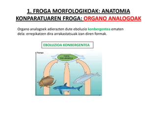 1. FROGA MORFOLOGIKOAK: ANATOMIA
KONPARATUAREN FROGA: ORGANO ANALOGOAK
Organo analogoek adierazten dute eboluzio konbergentea ematen
dela: errepikatzen dira arrakastatsuak izan diren formak.

              EBOLUZIOA KONBERGENTEA
 