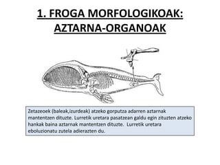 1. FROGA MORFOLOGIKOAK:
       AZTARNA-ORGANOAK




Zetazeoek (baleak,izurdeak) atzeko gorputza adarren aztarnak
mantentzen dituzte. Lurretik uretara pasatzean galdu egin zituzten atzeko
hankak baina aztarnak mantentzen dituzte. Lurretik uretara
eboluzionatu zutela adierazten du.
 