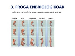 3. FROGA ENBRIOLOGIKOAK
Aztertu arreta handiz hurrengo espezieen garapen enbrionarioa


GIZAKIA   OILOA      DORDOKA     ARRABIOA   ARRAINA
 