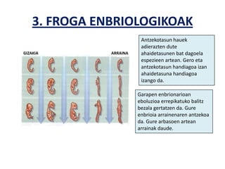3. FROGA ENBRIOLOGIKOAK
                          Antzekotasun hauek
                          adierazten dute
GIZAKIA        ARRAINA    ahaidetasunen bat dagoela
                          espezieen artean. Gero eta
                          antzekotasun handiagoa izan
                          ahaidetasuna handiagoa
                          izango da.

                         Garapen enbrionarioan
                         eboluzioa errepikatuko balitz
                         bezala gertatzen da. Gure
                         enbrioia arrainenaren antzekoa
                         da. Gure arbasoen artean
                         arrainak daude.
 