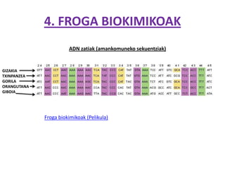4. FROGA BIOKIMIKOAK
                       ADN zatiak (amankomuneko sekuentziak)


GIZAKIA
TXINPANZEA
GORILA
ORANGUTANA
GIBOIA




             Froga biokimikoak (Pelikula)
 