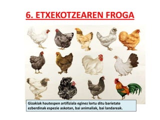 6. ETXEKOTZEAREN FROGA




Gizakiak hautespen artifiziala eginez lortu ditu barietate
ezberdinak espezie askotan, bai animaliak, bai landareak.
 