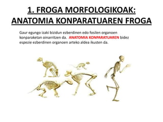 1. FROGA MORFOLOGIKOAK:
ANATOMIA KONPARATUAREN FROGA
 Gaur egungo izaki bizidun ezberdinen edo fosilen organoen
 konparaketan oinarritzen da. ANATOMIA KONPARATUAREN bidez
 espezie ezberdinen organoen arteko aldea ikusten da.
 