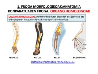 1. FROGA MORFOLOGIKOAK:ANATOMIA
KONPARATUAREN FROGA: ORGANO HOMOLOGOAK
ORGANO HOMOLOGOAK: Jatorri berdina duten organoak dira (eboluzio eta
enbriologiaren ikuspuntutik) eta barne egitura berdina dute.




GIZAKIA               KATUA             BALEA            SAGUZARRA
                    ANATOMIA KONPARATUA FROGAK (Pelikula)
 