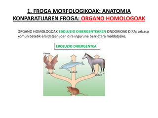 1. FROGA MORFOLOGIKOAK: ANATOMIA
KONPARATUAREN FROGA: ORGANO HOMOLOGOAK

 ORGANO HOMOLOGOAK EBOLUZIO DIBERGENTEAREN ONDORIOAK DIRA: arbaso
 komun batetik eraldatzen joan dira ingurune berrietara moldatzeko.

                    EBOLUZIO DIBERGENTEA
 