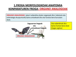 1.FROGA MORFOLOGIKOAK:ANATOMIA
  KONPARATUREN FROGA: ORGANO ANALOGOAK

ORGANO ANALOGOAK: Jatorri ezberdina duten organoak dira ( eboluzio eta
enbriologia ikuspuntutik) baina antzekoak dira eta funtzio bera burutzen
dute.
                         Saguzarren hegoak            Oso ezberdinak dira
                                eta                   baina funtzio bera dute
                              intsektuen hegoak       (hegan egitea)



            ORGANO ANALOGOAK
 