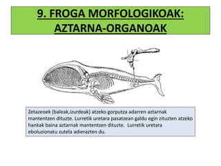 9. FROGA MORFOLOGIKOAK:
AZTARNA-ORGANOAK
Zetazeoek (baleak,izurdeak) atzeko gorputza adarren aztarnak
mantentzen dituzte. Lurretik uretara pasatzean galdu egin zituzten atzeko
hankak baina aztarnak mantentzen dituzte. Lurretik uretara
eboluzionatu zutela adierazten du.
 