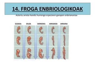 14. FROGA ENBRIOLOGIKOAK
GIZAKIA OILOA DORDOKA ARRABIOA ARRAINA
Aztertu arreta handiz hurrengo espezieen garapen enbrionarioa
 