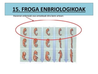 15. FROGA ENBRIOLOGIKOAK
Hasieran enbrioiak oso antzekoak dira bere artean:
 