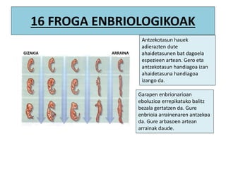 16 FROGA ENBRIOLOGIKOAK
Antzekotasun hauek
adierazten dute
ahaidetasunen bat dagoela
espezieen artean. Gero eta
antzekotasun handiagoa izan
ahaidetasuna handiagoa
izango da.
Garapen enbrionarioan
eboluzioa errepikatuko balitz
bezala gertatzen da. Gure
enbrioia arrainenaren antzekoa
da. Gure arbasoen artean
arrainak daude.
GIZAKIA ARRAINA
 