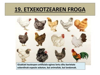 19. ETXEKOTZEAREN FROGA
Gizakiak hautespen artifiziala eginez lortu ditu barietate
ezberdinak espezie askotan, bai animaliak, bai landareak.
 