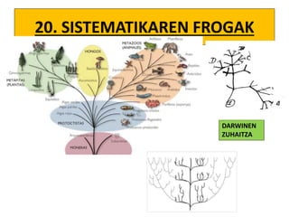 20. SISTEMATIKAREN FROGAK
DARWINEN
ZUHAITZA
 