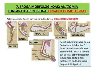 7. FROGA MORFOLOGIKOAK: ANATOMIA
KONPARATUAREN FROGA: ORGANO HOMOLOGOAK
Aztertu animalia hauen aurreko gorputz adarrak: ORGANO HOMOLOGOAK
DIRA
ZALDIA
BALEA
HEGAZTIA
IZURDEA
SAGUZARRA
GIZAKIA Denak ezberdinak dira baina
“antzeko antolakuntza “
dute . Antzekotasun honek
esan nahi du arbaso komun
bat dutela. Ezberdintasunak
ingurunera sortu diren
moldaeren ondorioak dira
(hegan, ibili, igeri,..)
 