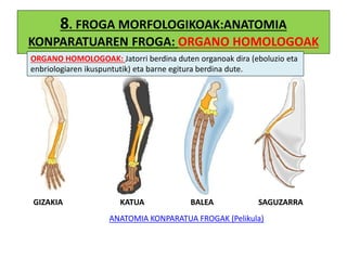 8. FROGA MORFOLOGIKOAK:ANATOMIA
KONPARATUAREN FROGA: ORGANO HOMOLOGOAK
GIZAKIA KATUA BALEA SAGUZARRA
ANATOMIA KONPARATUA FROGAK (Pelikula)
ORGANO HOMOLOGOAK: Jatorri berdina duten organoak dira (eboluzio eta
enbriologiaren ikuspuntutik) eta barne egitura berdina dute.
 