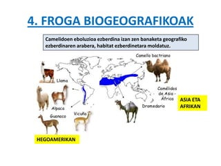 4. FROGA BIOGEOGRAFIKOAK
   Camelidoen eboluzioa ezberdina izan zen banaketa geografiko
   ezberdinaren arabera, habitat ezberdinetara moldatuz.




                                                           ASIA ETA
                                                           AFRIKAN




 HEGOAMERIKAN
 
