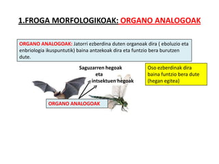 1.FROGA MORFOLOGIKOAK: ORGANO ANALOGOAK

ORGANO ANALOGOAK: Jatorri ezberdina duten organoak dira ( eboluzio eta
enbriologia ikuspuntutik) baina antzekoak dira eta funtzio bera burutzen
dute.
                         Saguzarren hegoak            Oso ezberdinak dira
                                eta                   baina funtzio bera dute
                              intsektuen hegoak       (hegan egitea)



            ORGANO ANALOGOAK
 