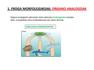 1. FROGA MORFOLOGIKOAK: ORGANO ANALOGOAK

 Organo analogoek adierazten dute eboluzio konbergentea ematen
 dela: errepikatzen dira arrakastatsuak izan diren formak.

               EBOLUZIOA KONBERGENTEA
 