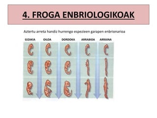 4. FROGA ENBRIOLOGIKOAK
GIZAKIA OILOA DORDOKA ARRABIOA ARRAINA
Aztertu arreta handiz hurrengo espezieen garapen enbrionarioa
 