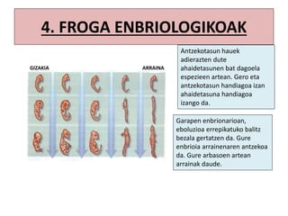 4. FROGA ENBRIOLOGIKOAK
Antzekotasun hauek
adierazten dute
ahaidetasunen bat dagoela
espezieen artean. Gero eta
antzekotasun handiagoa izan
ahaidetasuna handiagoa
izango da.
Garapen enbrionarioan,
eboluzioa errepikatuko balitz
bezala gertatzen da. Gure
enbrioia arrainenaren antzekoa
da. Gure arbasoen artean
arrainak daude.
GIZAKIA ARRAINA
 
