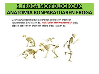 5. FROGA MORFOLOGIKOAK:
ANATOMIA KONPARATUAREN FROGA
Gaur egungo izaki bizidun ezberdinen edo fosilen organoen
konparaketan oinarritzen da. ANATOMIA KONPARATUAREN bidez
espezie ezberdinen organoen arteko aldea ikusten da.
 