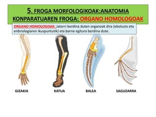 5. FROGA MORFOLOGIKOAK:ANATOMIA
KONPARATUAREN FROGA: ORGANO HOMOLOGOAK
GIZAKIA KATUA BALEA SAGUZARRA
ORGANO HOMOLOGOAK: Jatorri berdina duten organoak dira (eboluzio eta
enbriologiaren ikuspuntutik) eta barne egitura berdina dute.
 