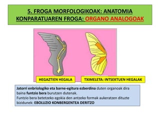 5. FROGA MORFOLOGIKOAK: ANATOMIA
KONPARATUAREN FROGA: ORGANO ANALOGOAK
HEGAZTIEN HEGALA TXIMELETA: INTSEKTUEN HEGALAK
Jatorri enbriologiko eta barne-egitura ezberdina duten organoak dira
baina funtzio bera burutzen dutenak.
Funtzio bera betetzeko egokia den antzeko formak aukeratzen dituzte
bizidunek: EBOLUZIO KONBERGENTEA DERITZO
 