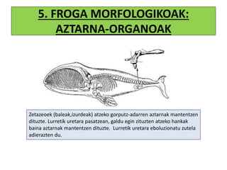 5. FROGA MORFOLOGIKOAK:
AZTARNA-ORGANOAK
Zetazeoek (baleak,izurdeak) atzeko gorputz-adarren aztarnak mantentzen
dituzte. Lurretik uretara pasatzean, galdu egin zituzten atzeko hankak
baina aztarnak mantentzen dituzte. Lurretik uretara eboluzionatu zutela
adierazten du.
 