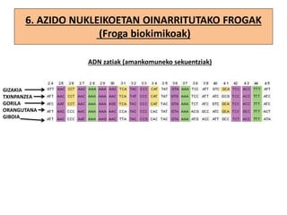 6. AZIDO NUKLEIKOETAN OINARRITUTAKO FROGAK
(Froga biokimikoak)
ADN zatiak (amankomuneko sekuentziak)
GIZAKIA
TXINPANZEA
GORILA
ORANGUTANA
GIBOIA
 