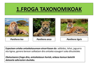 1.FROGA TAXONOMIKOAK
Panthera leo Panthera onca Panthera tigris
Espezieen arteko antzekotasunean oinarritzean da: adibidez, lehoi, jaguarra
eta tigrea, genero berean sailkatzen dira antzeko ezaugarri asko dituztelako
Eboluzioaren froga dira, antzekotasun horiek, arbaso komun batetik
datozela adierazten duelako.
 