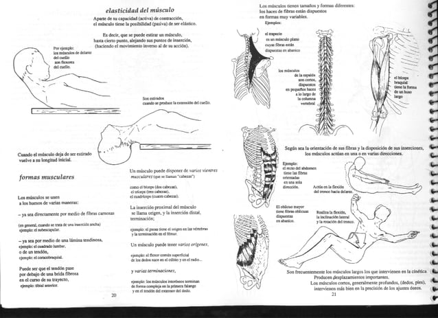 [E book.sport] anatomía para el movimiento. tomo 1. introducción al
