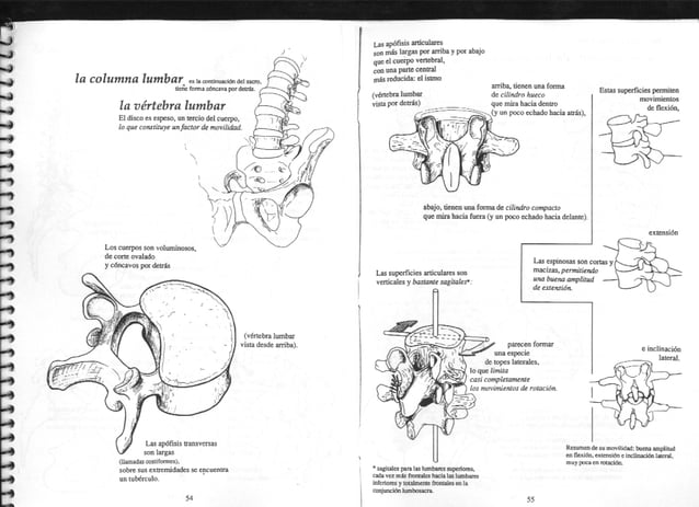 [E book.sport] anatomía para el movimiento. tomo 1. introducción al